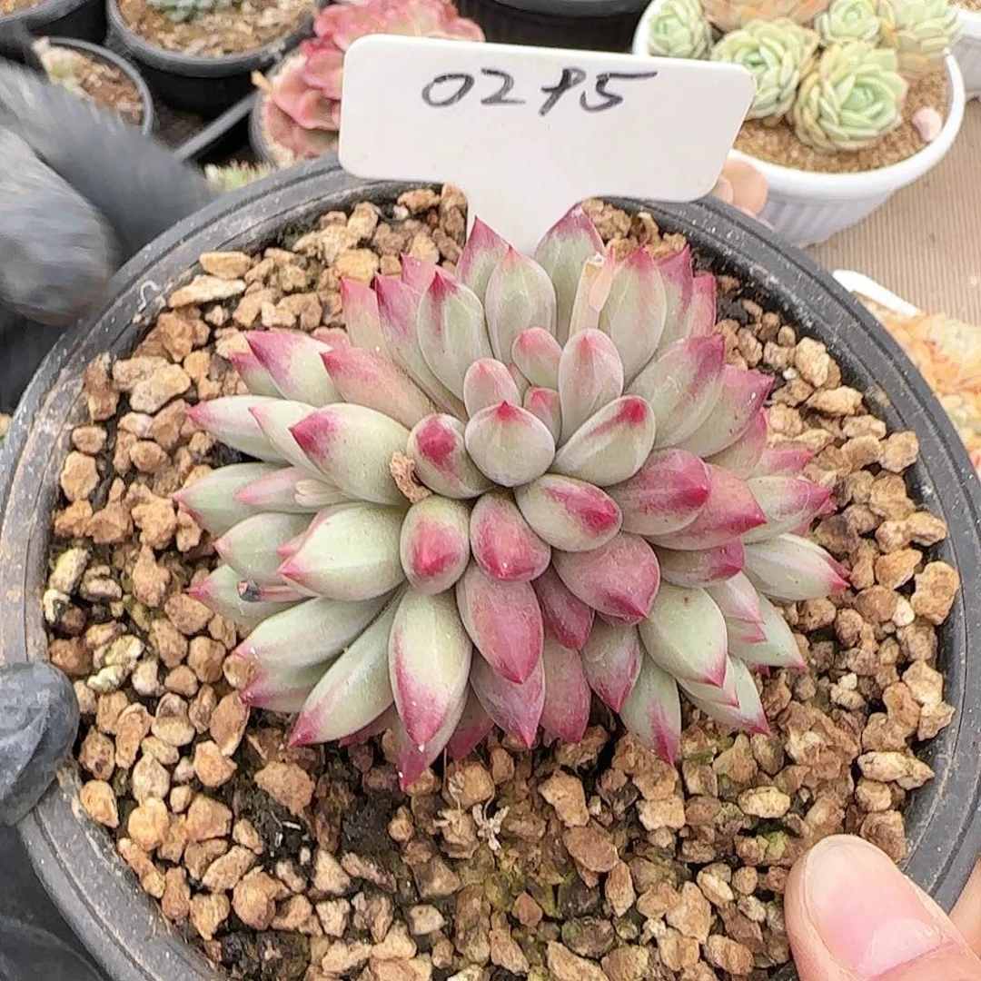 0295号车厘子4头起45.8  肉