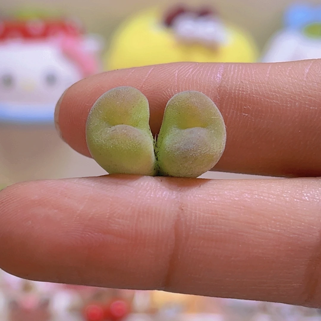 0110熟背头空卡带土包邮