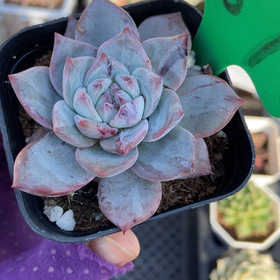 987粉蓝鸟石化多肉植物