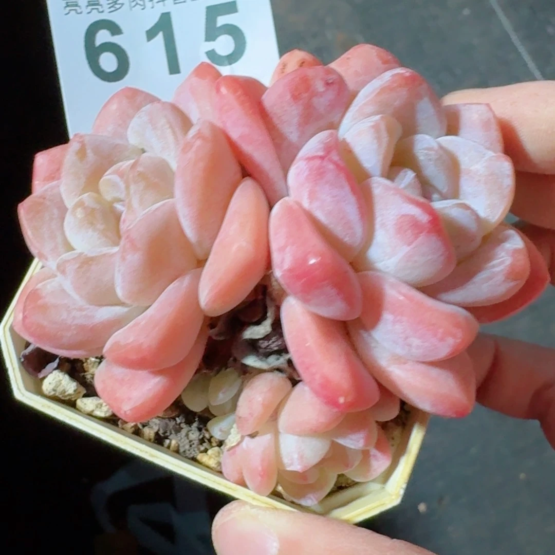 冰玉       多肉植物