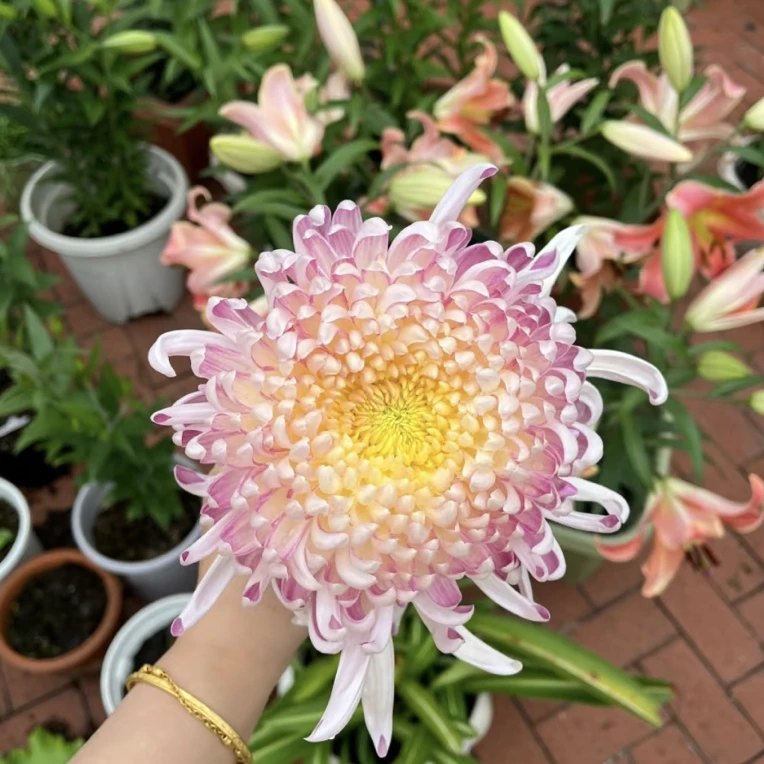 【国华·圣者】菊花（盆栽）原盆发货（盆坏不赔