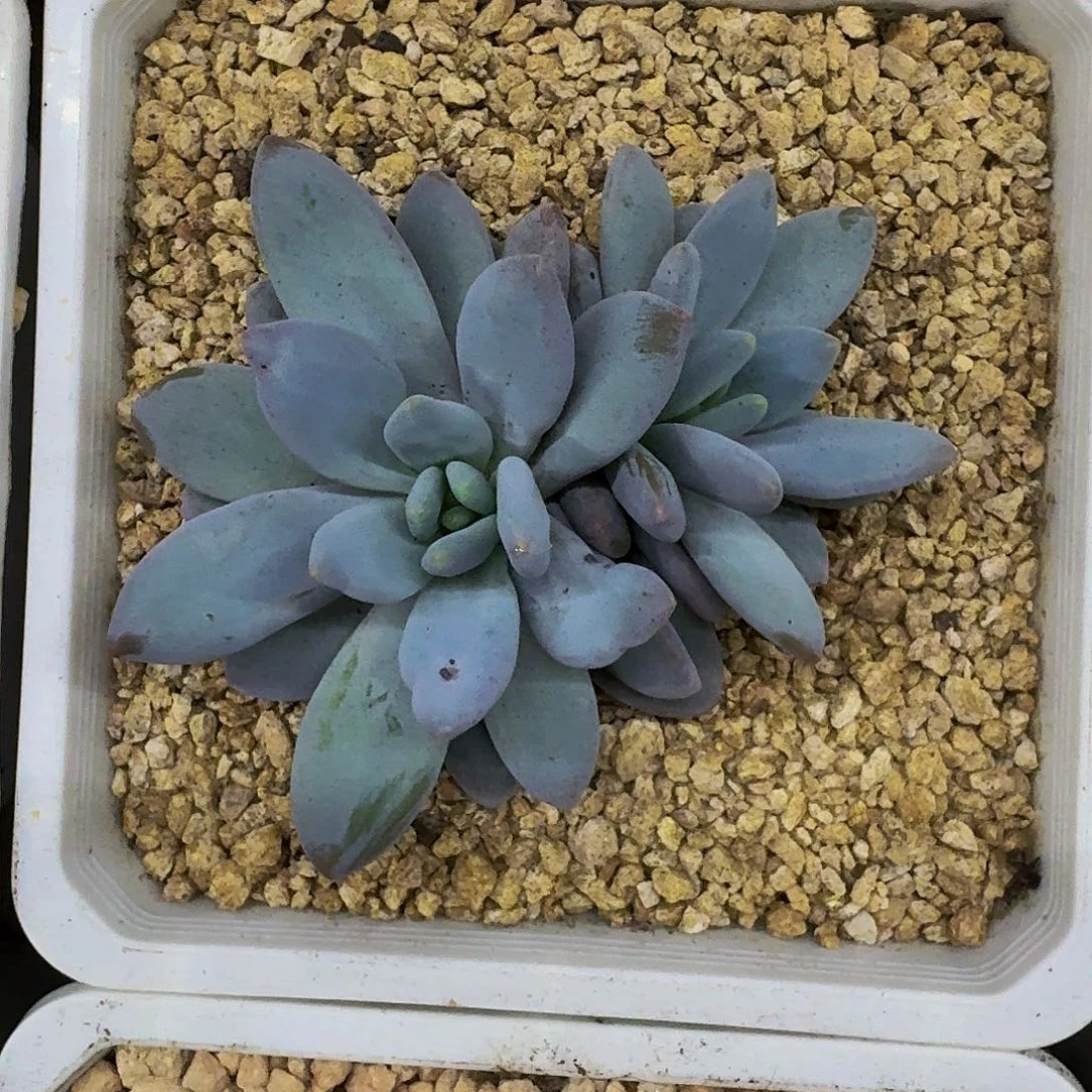 橙龙 双头 一物一拍