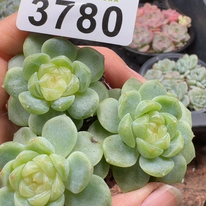 多肉植物多肉植物