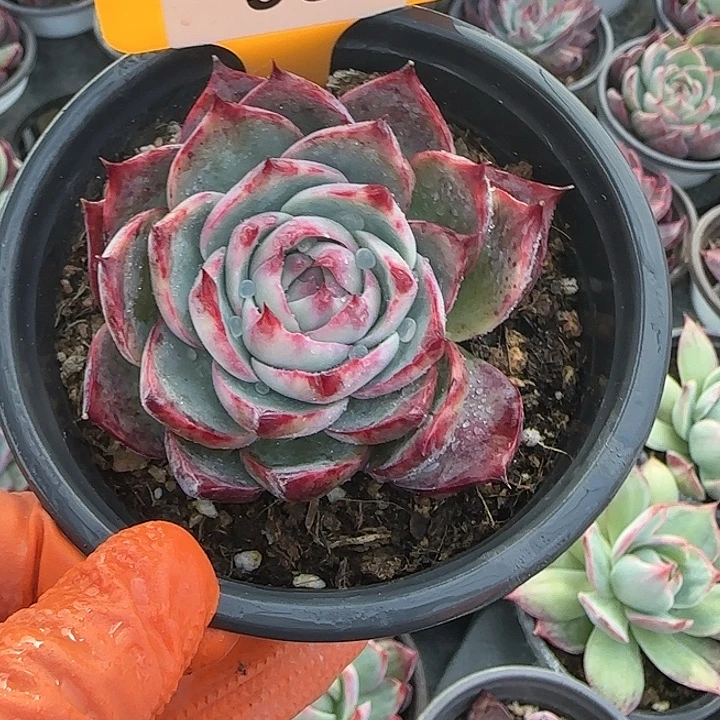93 惊鸿仙子多肉植物6-9cm