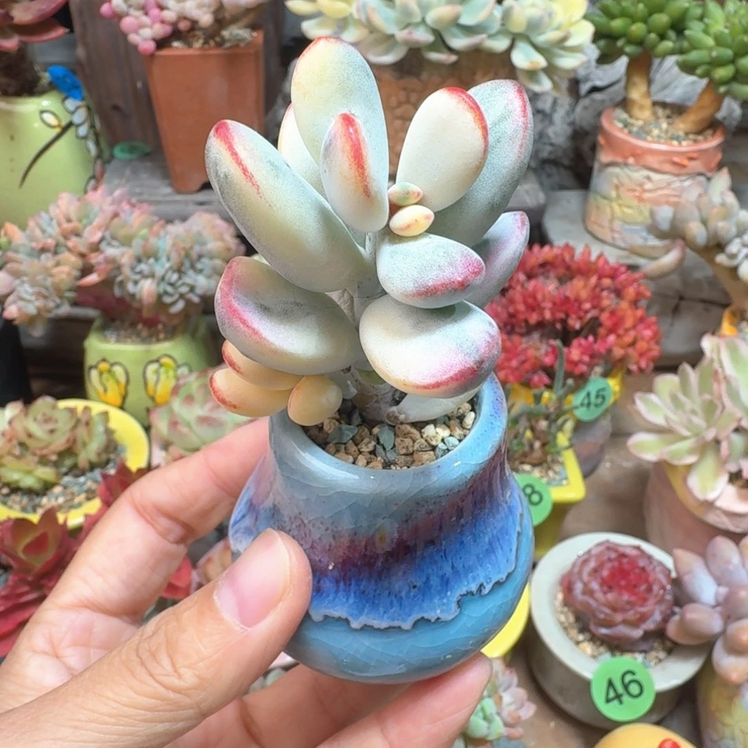 乒乓锦 多肉含盆土 一物一拍