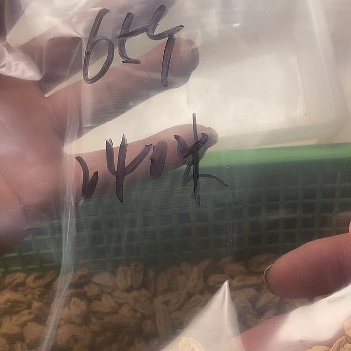 爸***录吊坠桃核异形散籽