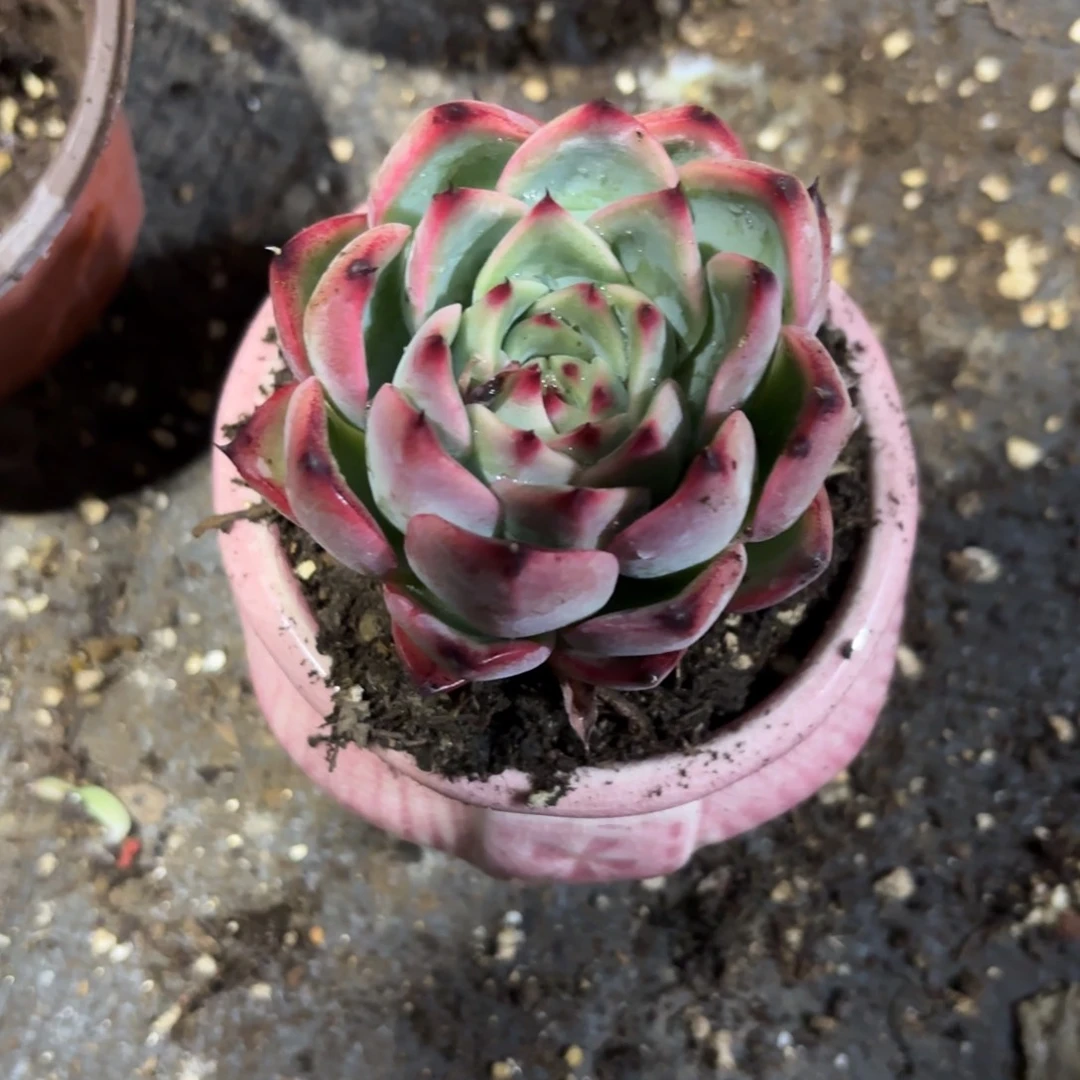 莲花座！新疆包邮19.9