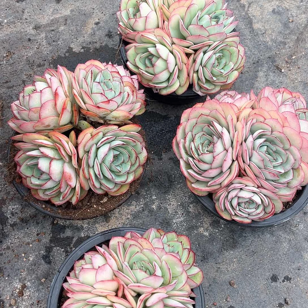 牡丹亭多肉0000000