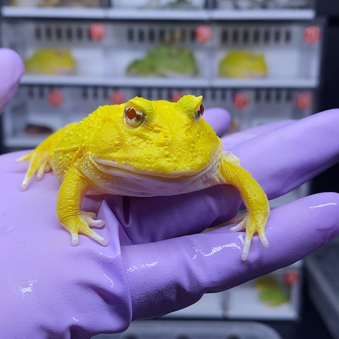 角蛙蛋黄一只6公分