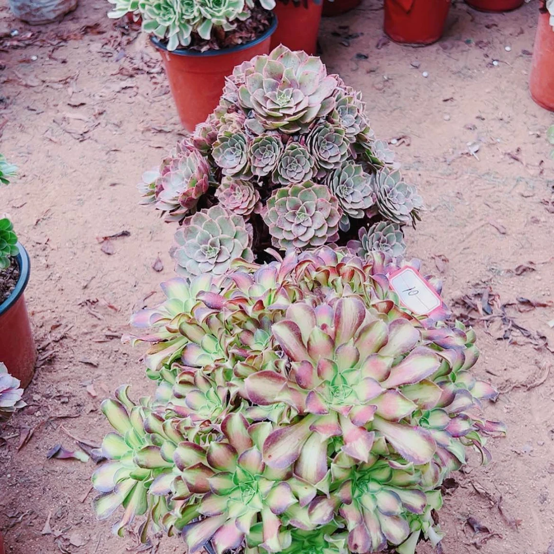 【闪购商品】无花朵如*10号粉花妖，韶华多肉植物无售后