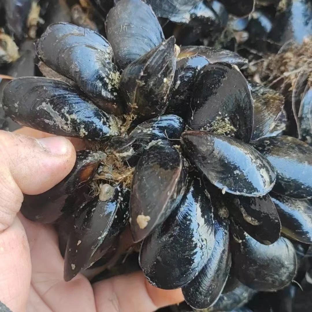 日照本地鲜活小海虹贝类淡菜烧烤聚餐佳品