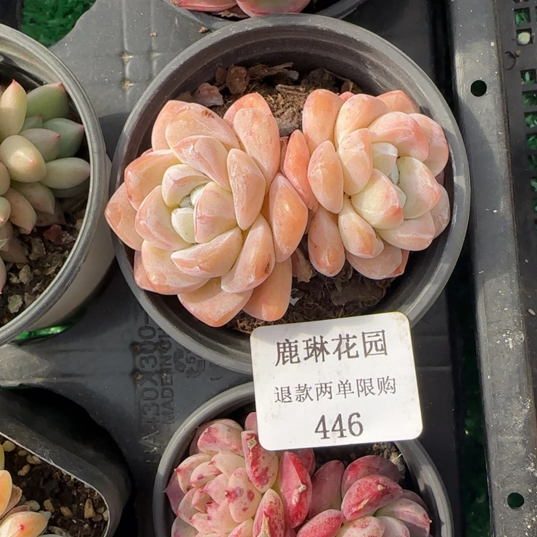 多肉很小看清楚下单拒绝非品质售后446