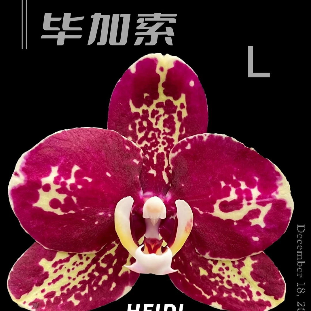 【毕加索】蝴蝶兰3.0杯带一个剑蜡质花中大花易分枝长花期