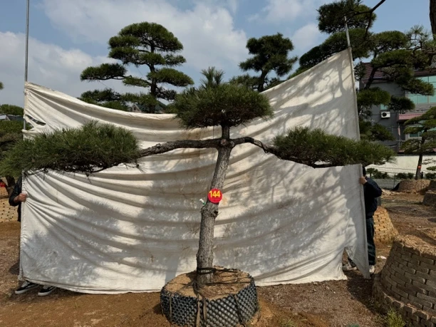 144号 《大鹏展翅》福利品