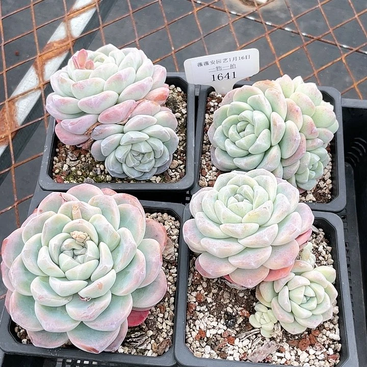 薇薇安园艺多肉1641