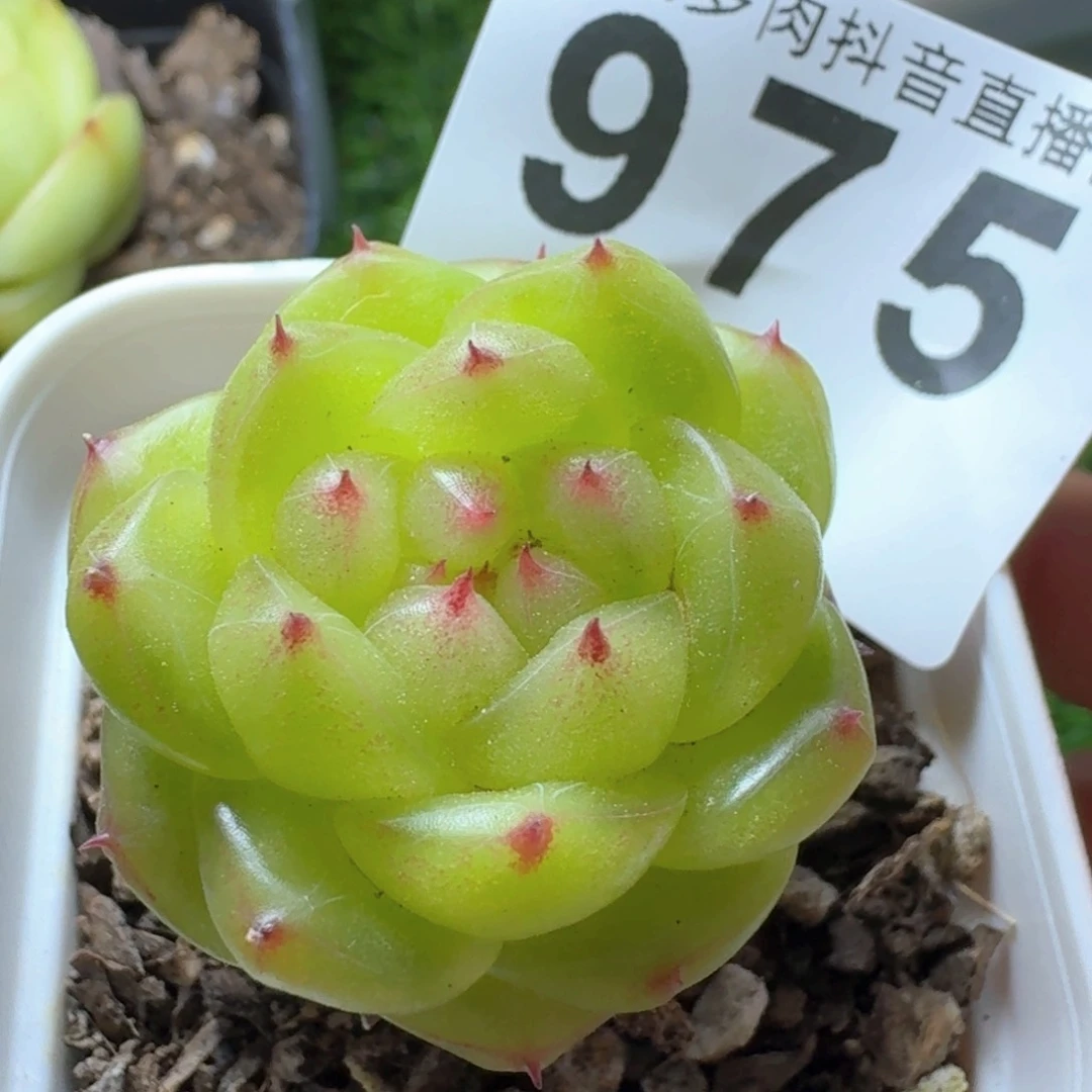 无双珍妮         多肉植物