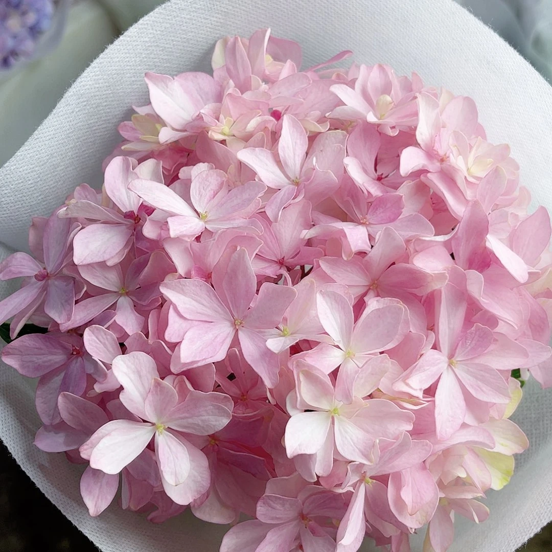 完全开放稀有绣球花15