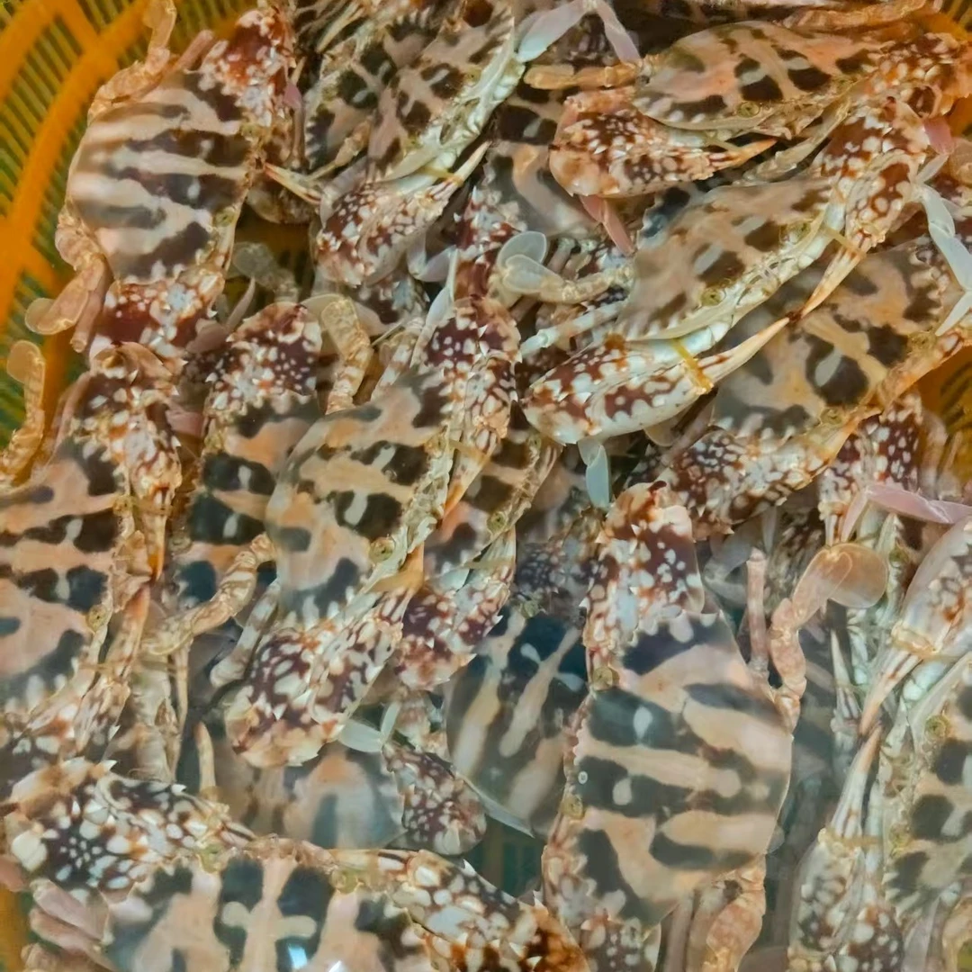 中有膏有肉红花蟹