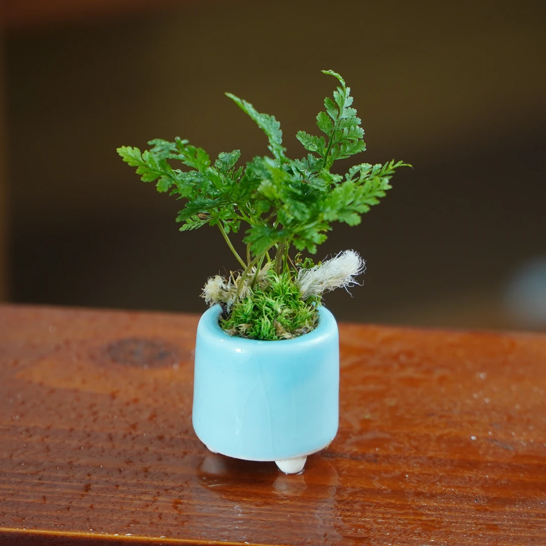 迷你狼尾蕨盆栽雨林缸桌面小绿植