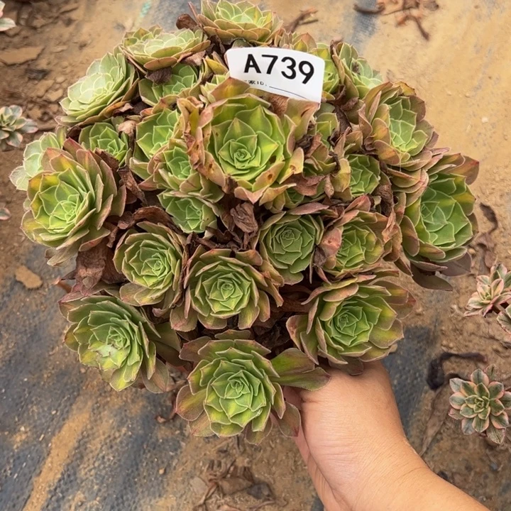 倾城中班多肉植物739.