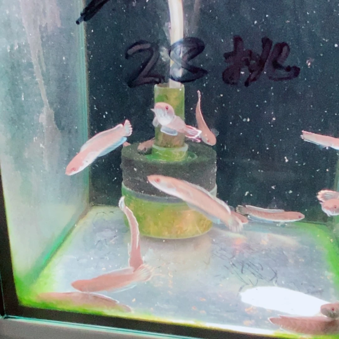 雷龙奶茶雷龙两条