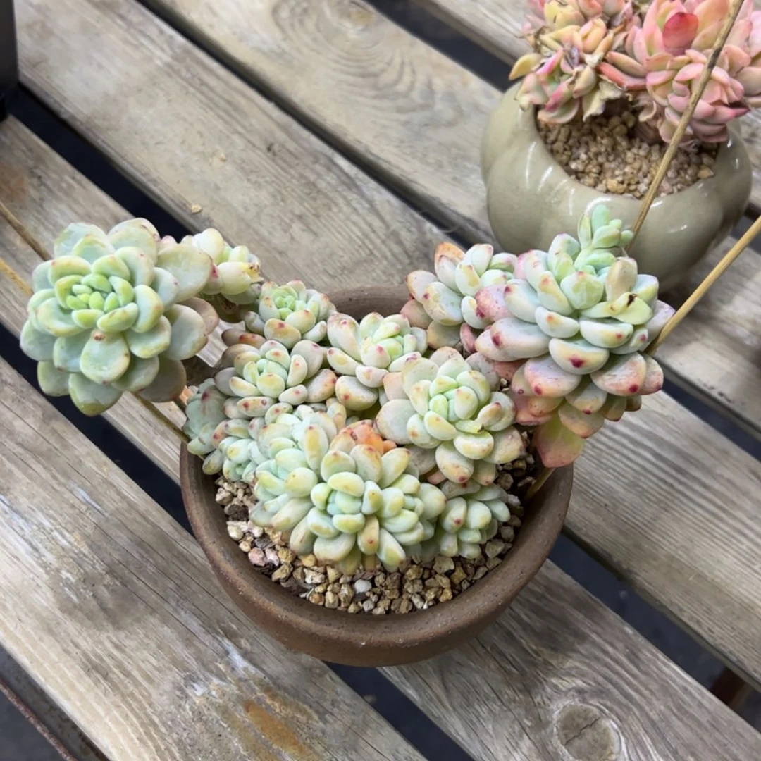 劳尔18 零零多肉植物