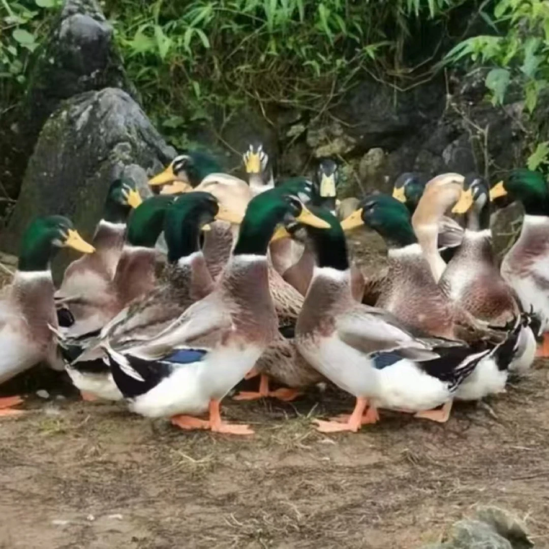 农家放养青头鸭京东活鸭包邮或京东宰好冷链包邮，约5.5斤左右每只