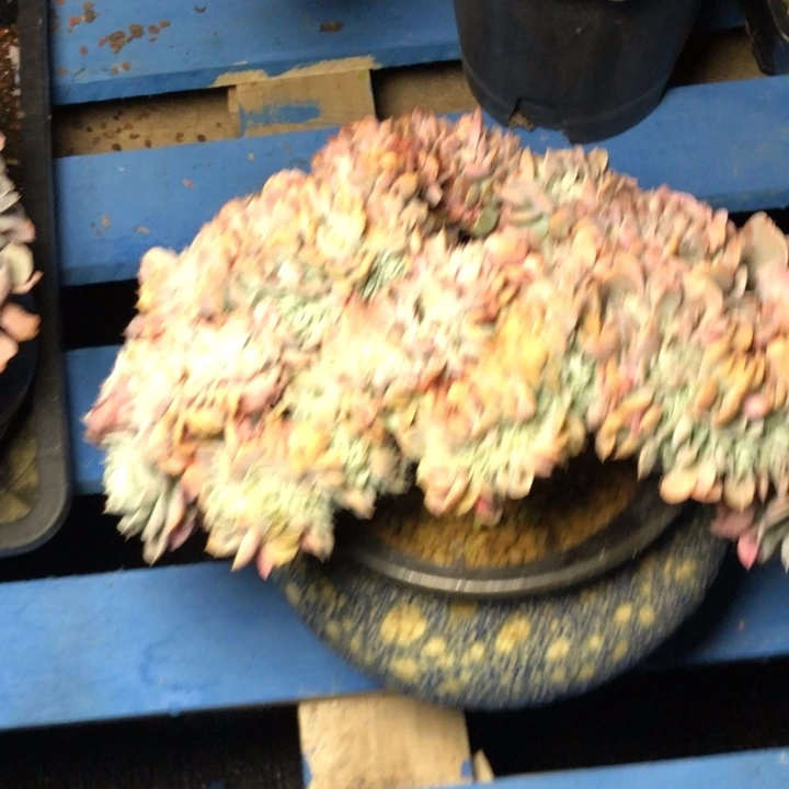 茹80////////////////