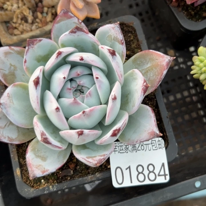 幸运儿是一位非常优秀我