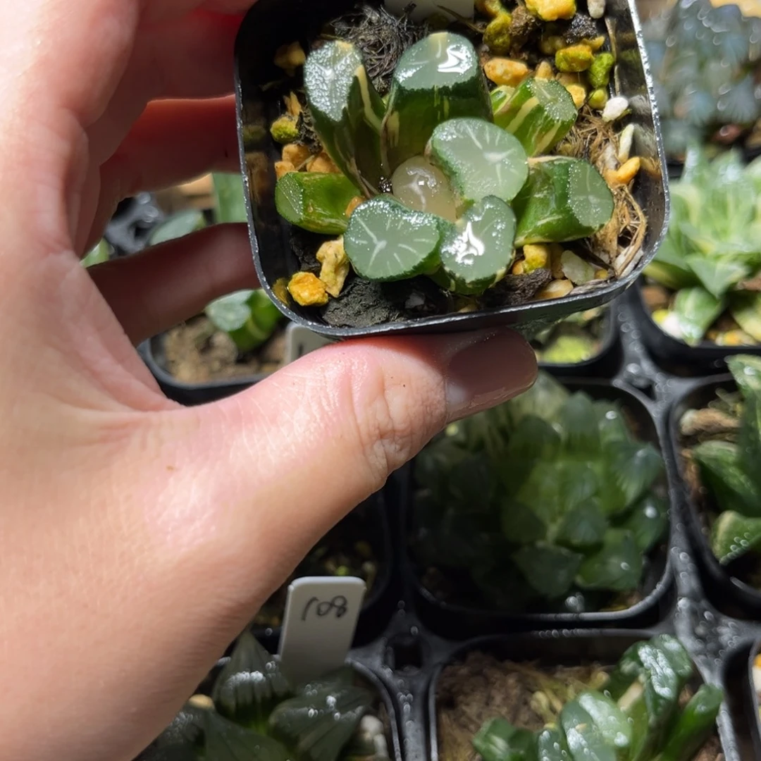 111玉龙万象锦一物一拍