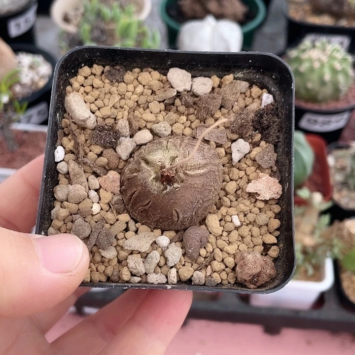 026龟甲龙块根植物