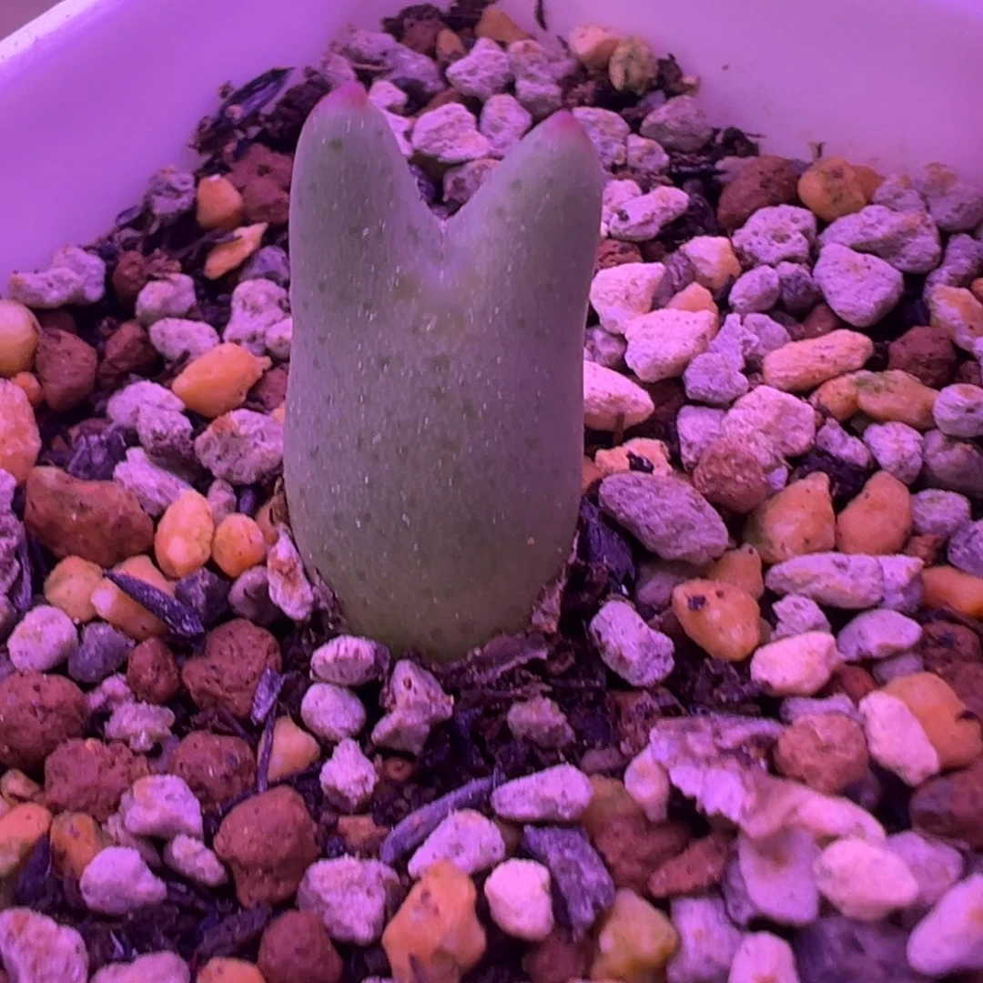 小尖尖 皮卡丘 肉锥植物