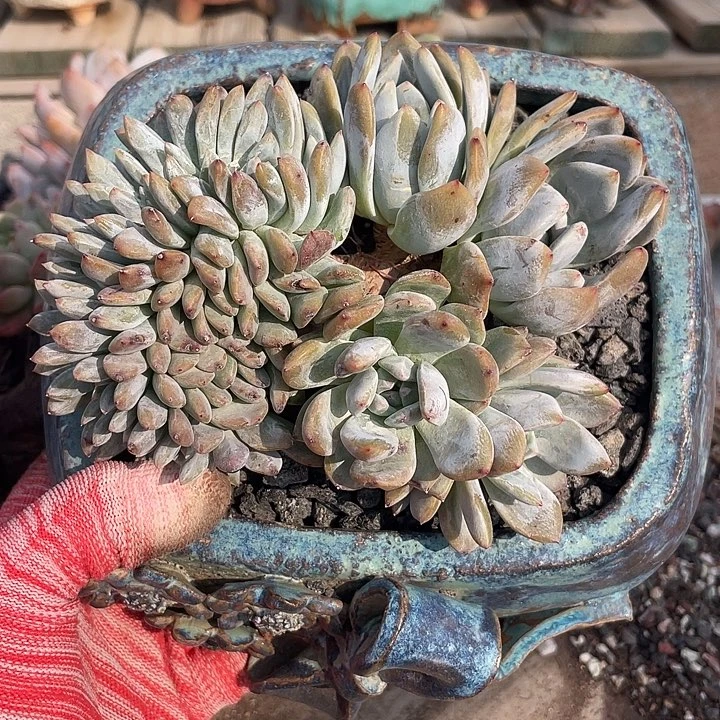 多肉植物多肉植物