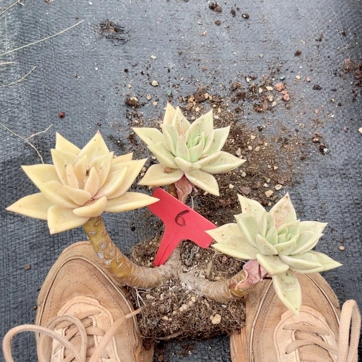 晨语多肉一物一拍b