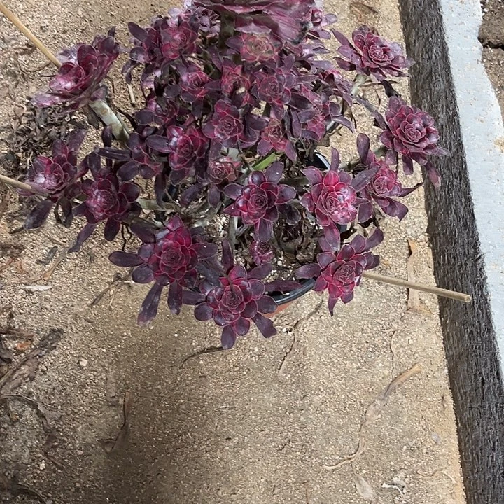 多肉植物丽娜锦……