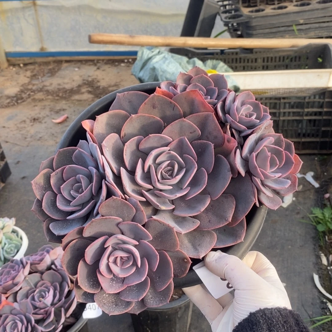 3290尘埃玫瑰一物一拍