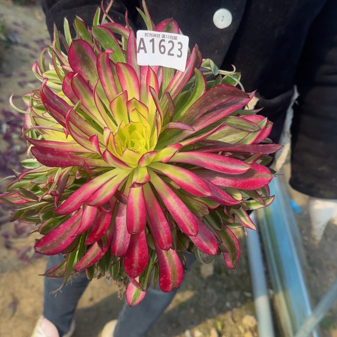1623天合多肉植物