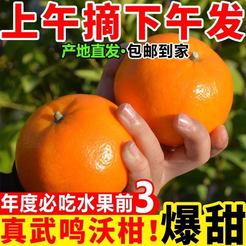 【广西武鸣沃柑】当季新鲜水果皮薄肉厚汁水充足-林有熊