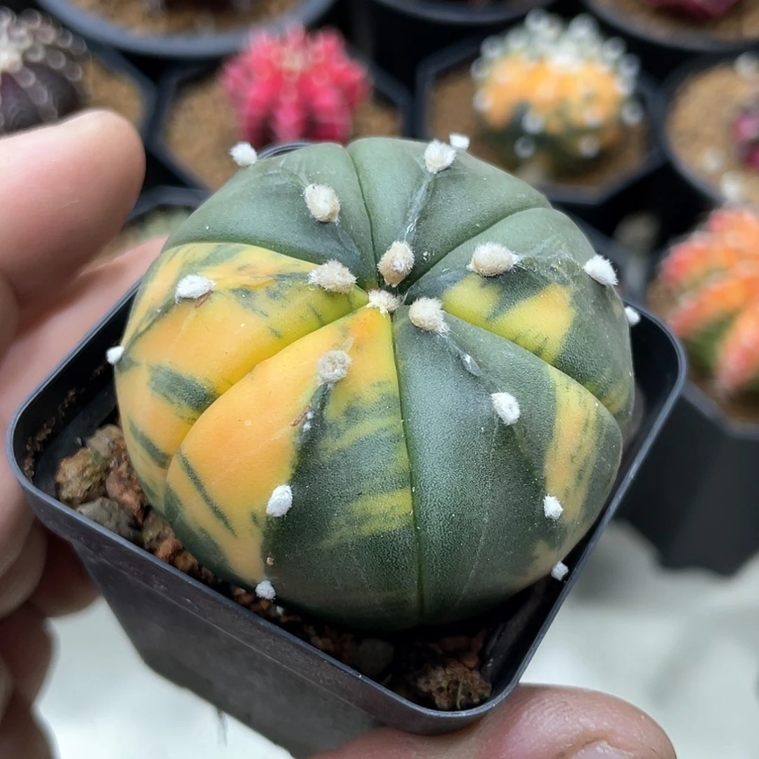 实生根系，鸾凤兜锦