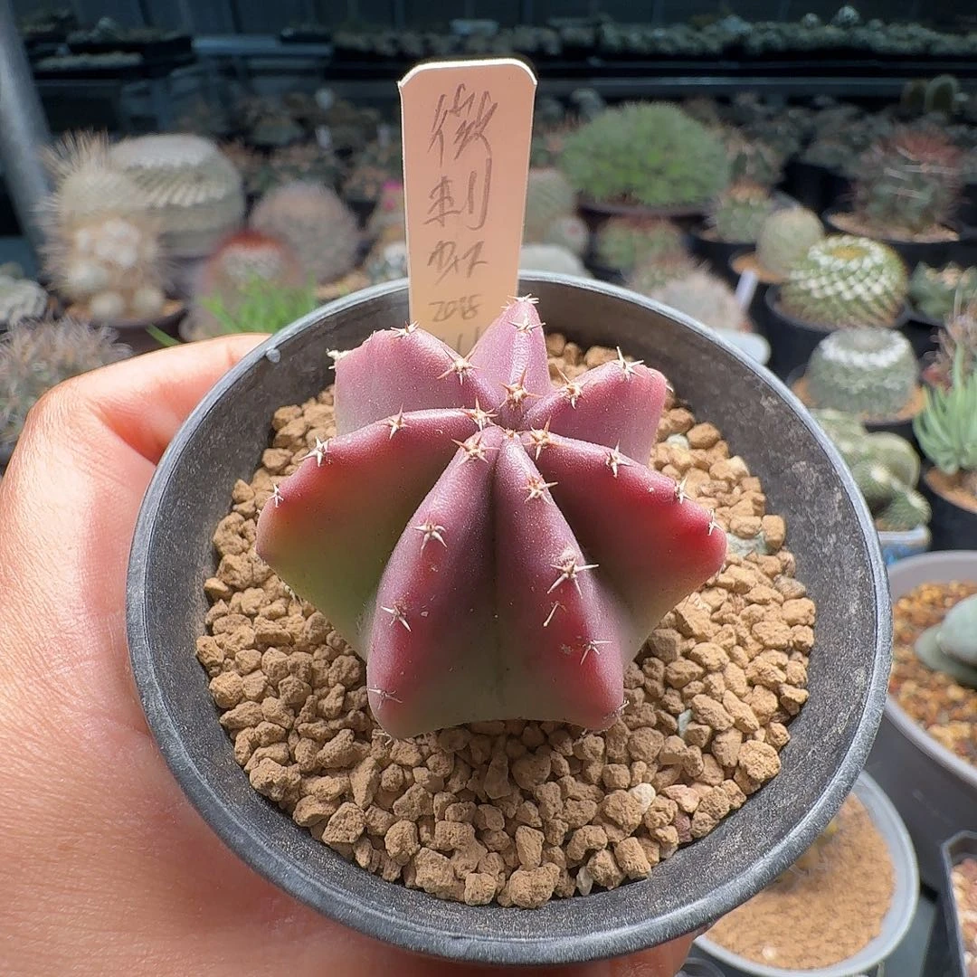 实生微刺虾带盆发货