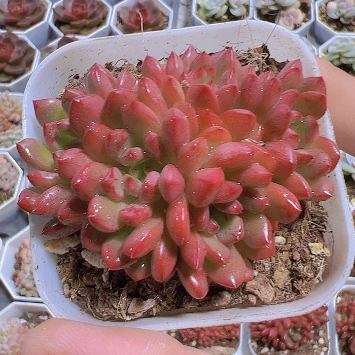 红宝石群生19包邮多肉