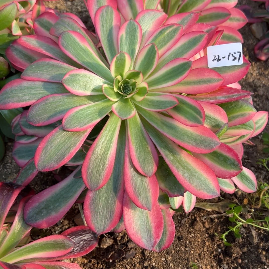 157桃妖多肉植物一颗20