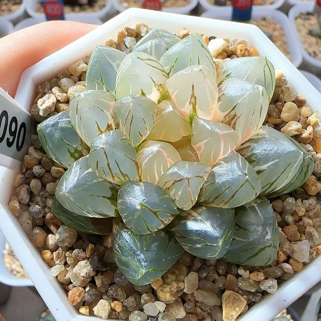 090号OM玉露锦一物一拍带盆土
