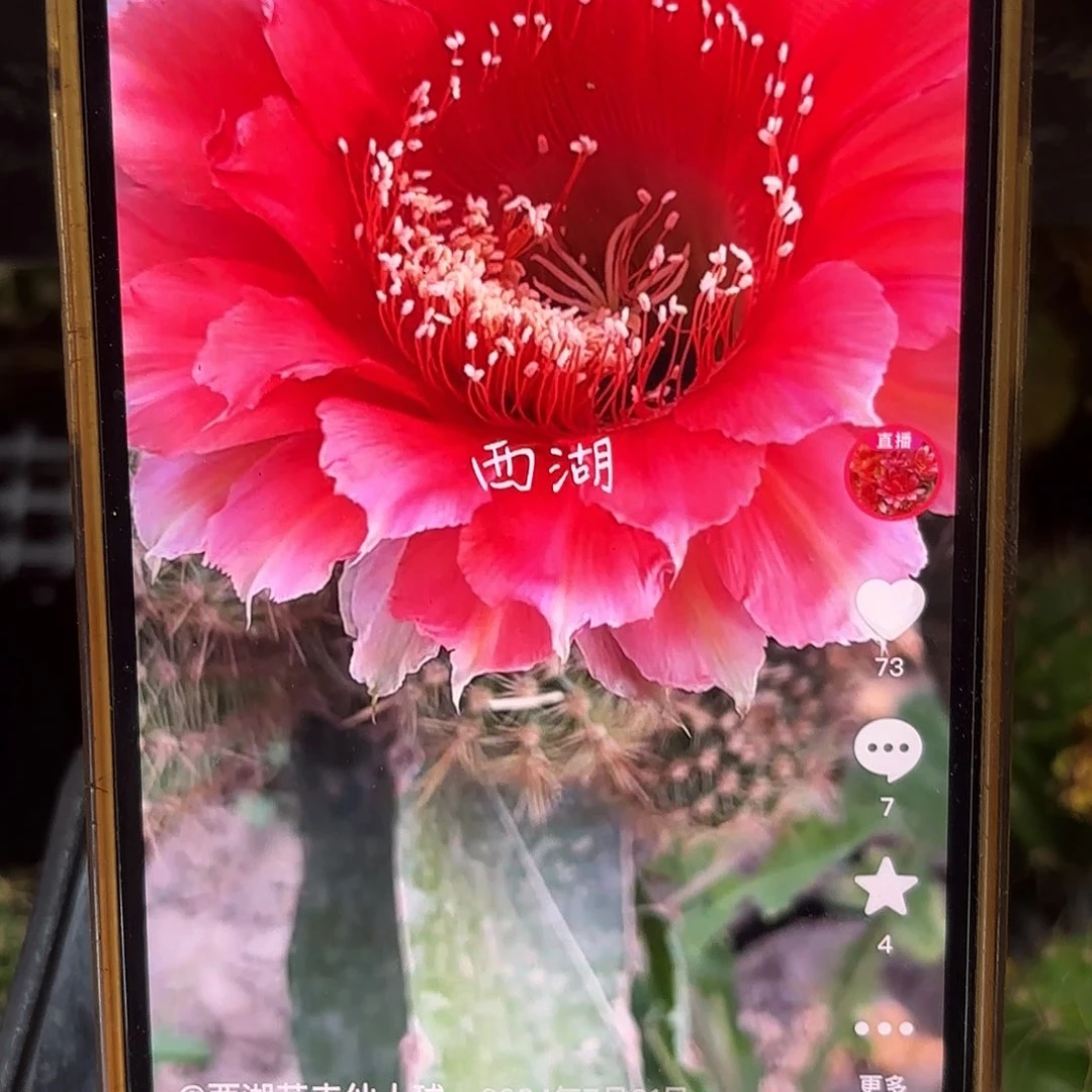 16-31 侧牙20包邮13