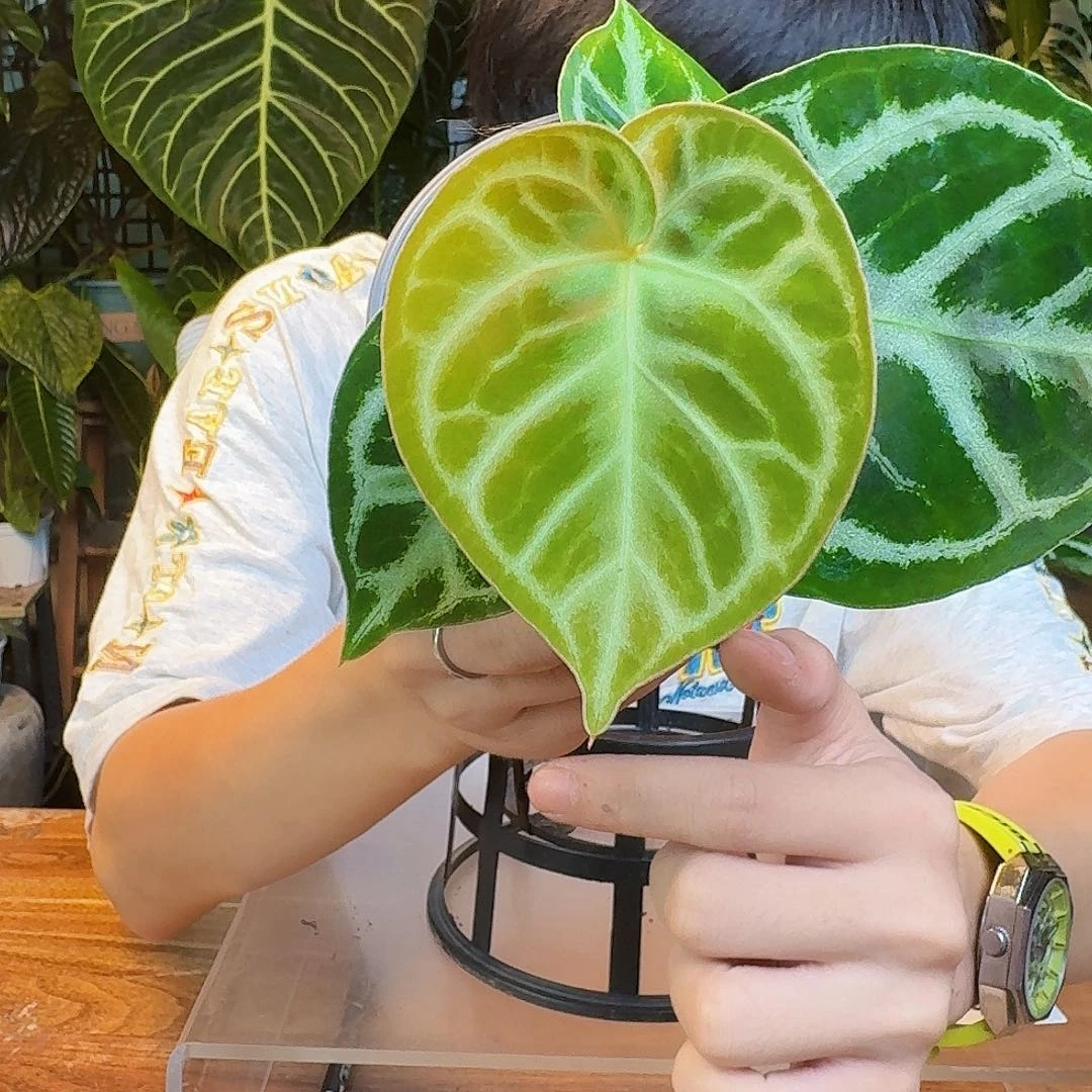 完全开放H150铜锣烧