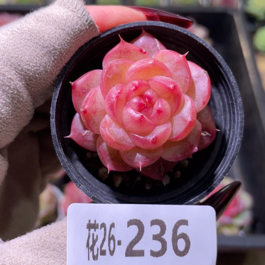 花利美26-236新品