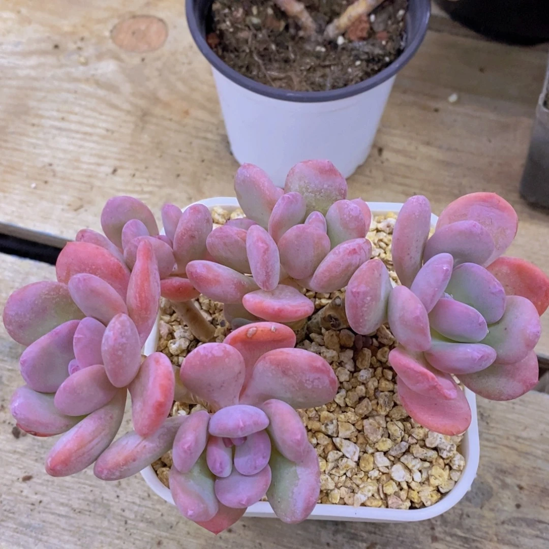 双十一场，11.10晚上