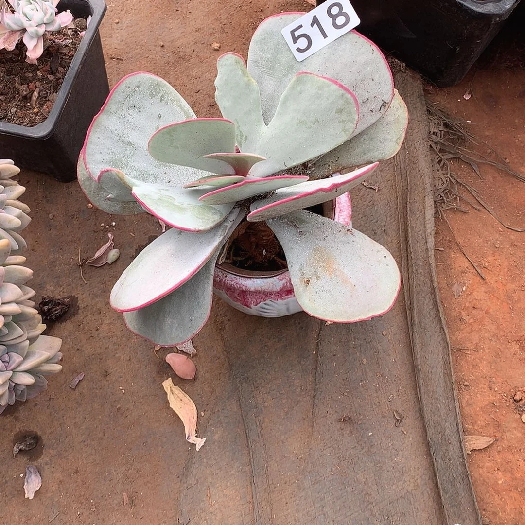 518 一物一拍多肉