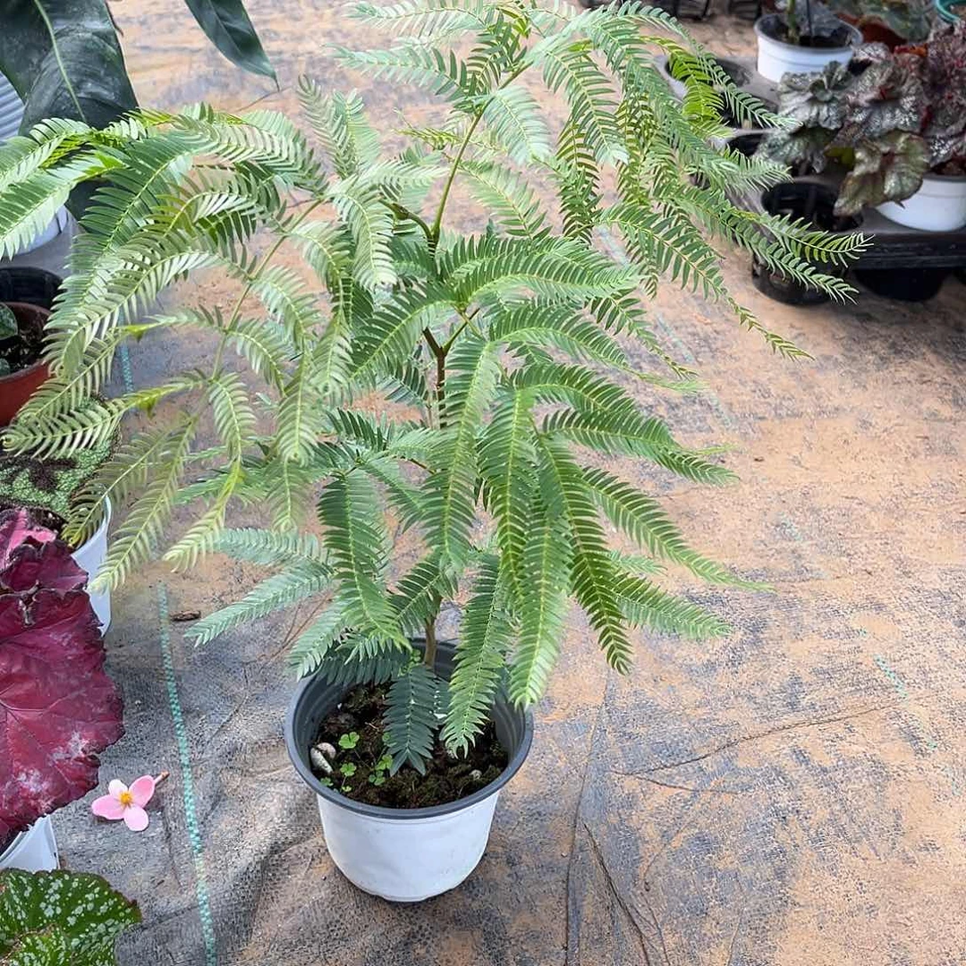 无花朵密叶猴云南