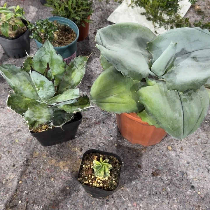 L****7三颗一起专拍